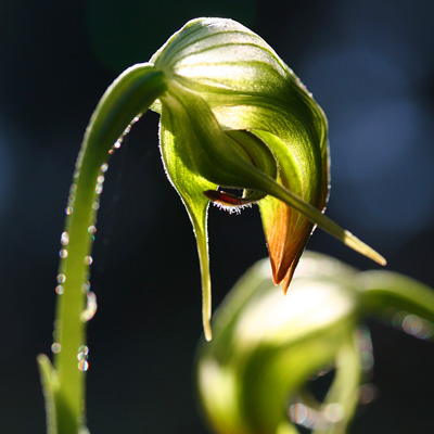 A nodding greenhood orchid flower