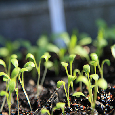 Seedlings germinating in a glasshouse